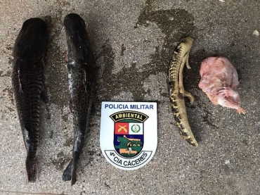 Pedaos de jacar e outros dois peixes foram apreendidos na casa do suspeito (Foto: Polcia Ambiental de Cceres-MT/ Divulgao)