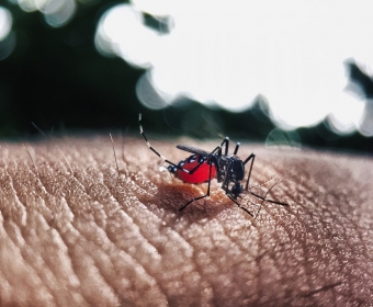 Aedes aegypti fmea  a transmissora da febre amarela, dengue, zika e chikungunya no Brasil  Foto: Pixabay/Divulgao