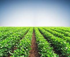 O plantio da soja est praticamente encerrado em Mato Grosso, com 99,5% da lavoura j plantada