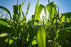 Previso  que a safra de milho em Mato Grosso alcance 26,79 milhes de toneladas