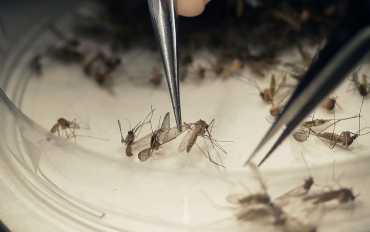 Mosquito Aedes aegypti  o tranmissor da zika, dengue e chikungunya.  Foto: LM Otero/Arquivo/AP Photo