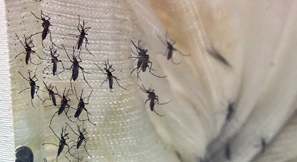 Registros de casos de dengue caram 60,7%  Foto: Reproduo EPTV