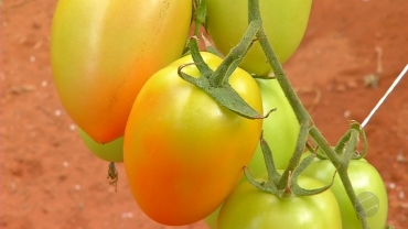 Tomate est mais caro em MT  Foto: Reproduo/TVCA