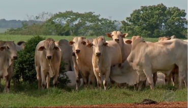 Mato Grosso possui o maior rebanho bovino do pas.  Foto: TVCA/Reproduo