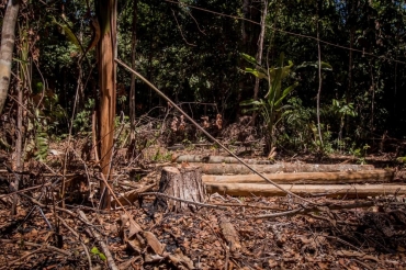 Polcia abriu 145 investigaes sobre queimadas e desmatamentos entre junho e agosto em Mato Grosso  Foto: Christiano Antonucci/ Secom-MT