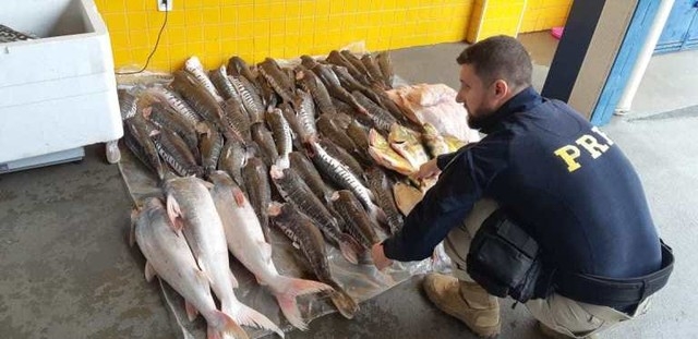 PRF apreendeu mais de 289 kg de pescado em Pontes e Lacerda  Foto: Polcia Rodoviria Federal de Mato Grosso/Assessoria