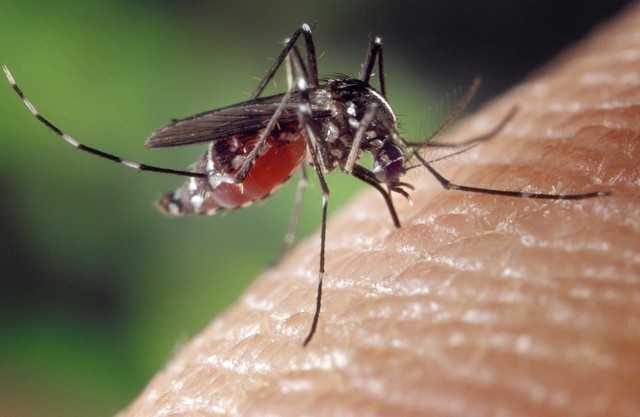 Fmea do Aedes aegypti  responsvel pela transmisso da febre amarela, dengue, chikungunya e zika vrus  Foto: Pixabay/Divulgao