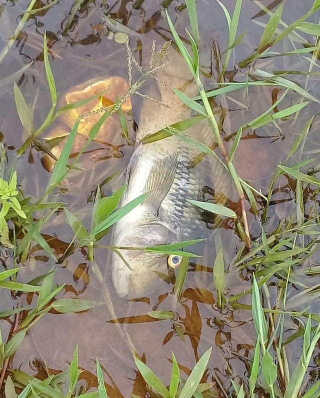 Vrios peixes foram encontrados mortos  Foto: Divulgao