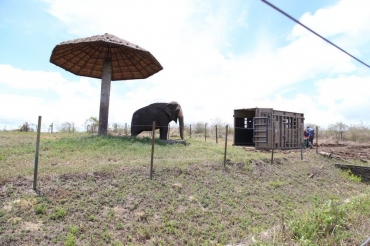 Elefanta Kenya no zoolgico da Argentina