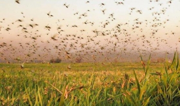 Praga de gafanhotos vira ameaa a plantaes no Brasil, segundo o Ministrio da Agricultura