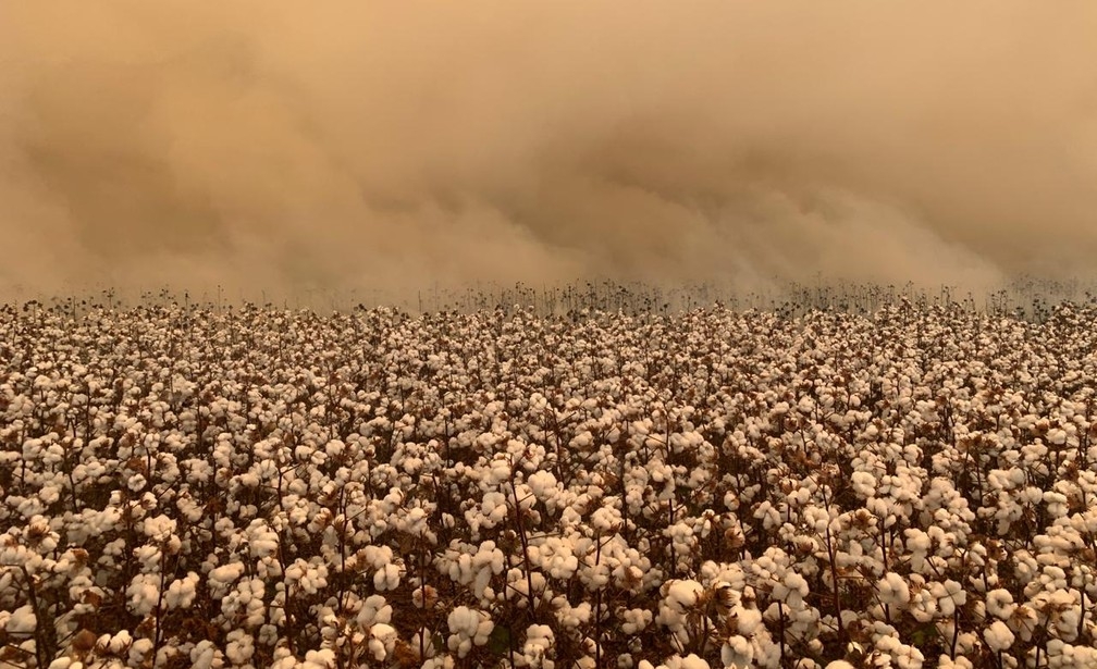Incndio destri grande lavoura de algodo  Foto: Divulgao