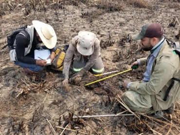 Integrantes da fora-tarefa levantam quantidade de animais mortos em queimadas no Pantanal  Foto: Christine Strussmann/Arquivo Pessoal