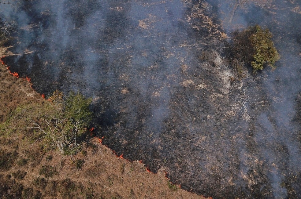 Fogo queima rvores e vegetao no Pantanal em Pocon, Mato Grosso, no dia 30 de agosto.  Foto: Amanda Perobelli/Reuters