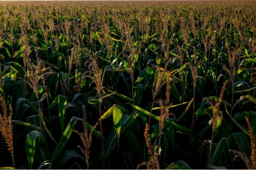 Produo de milho em MT  Foto: Jos Medeiros/Gcom-MT