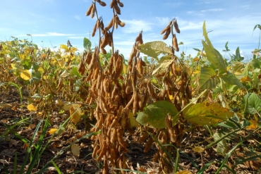 Plantio da soja no Brasil tem atraso sob a influncia da seca  Foto: Divulgao