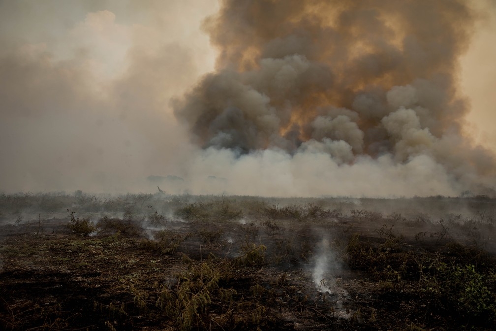 Fogo destruiu vegetao no Pantanal  Foto: Christiano Antonucci/Secom-MT