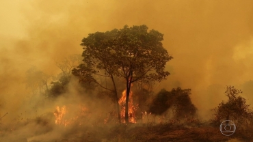 Incndio no Pantanal  Foto: JN