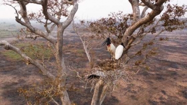 No  possvel prever se o Pantanal enfrentar outras secas severas nos prximos anos