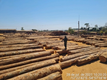 Fiscalizao apreende madeira ilegal e aplica multa de meio milho em Feliz Natal  Foto: PMMT