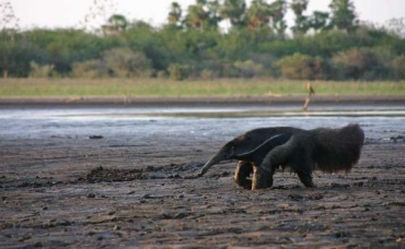 Tamandu busca gua, diante da seca no Pantanal