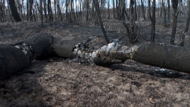 Aps incndio de 10 dias, reserva do cerrado em Lus Antnio (SP) vira 'cemitrio de rvores'  Foto: Valdinei Malaguti/EPTV