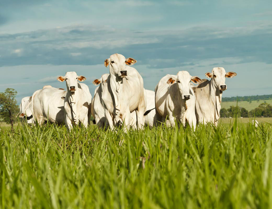 Mato Grosso possui o maior rebanho bovino do pas.
