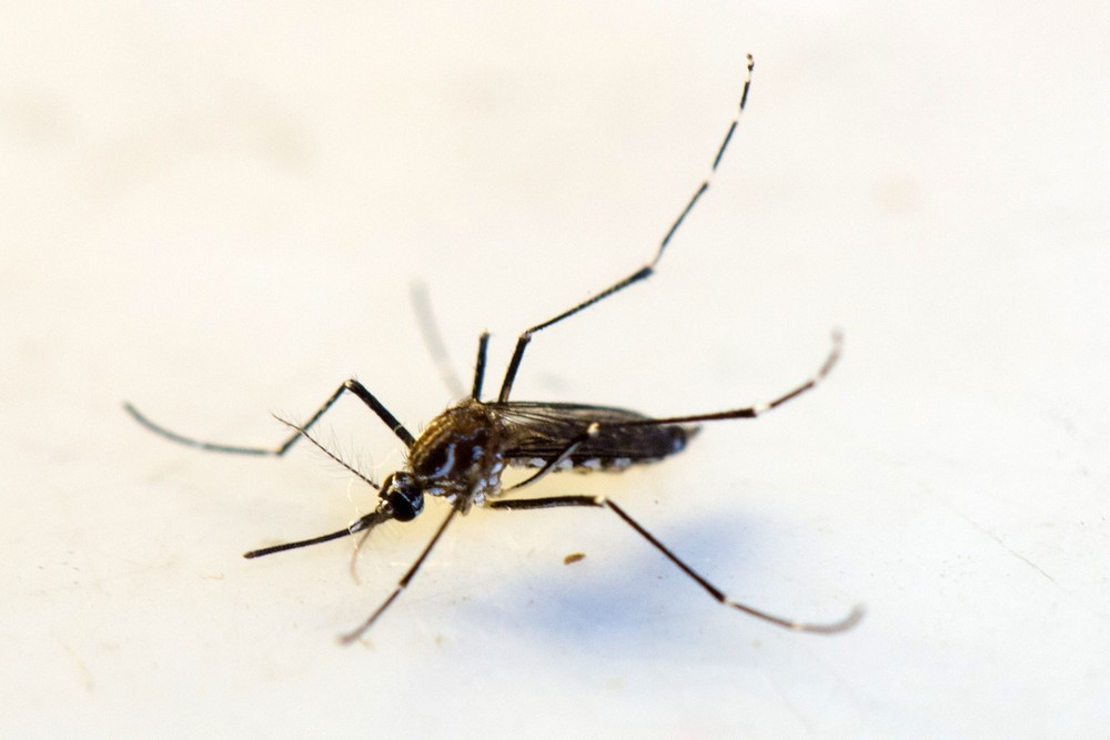 Casos de morte por dengue em MT aumentaram 20% em um ano.  Foto: TV Morena/Divulgao