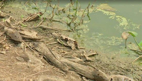 As cinzas de incndios florestais podem causar a mortandade de peixes em rios, crregos e lagos