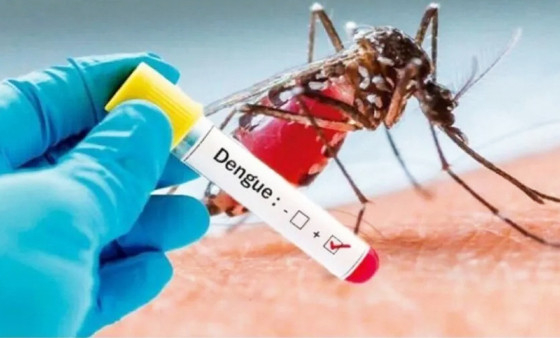 Atualmente, 74 dos 141 municpios mato-grossenses apresentam alto risco de contaminao para a dengue, arbovirose que, assim como a zika e chikungunya,  transmitida pelo mosquito Aedes aegypti