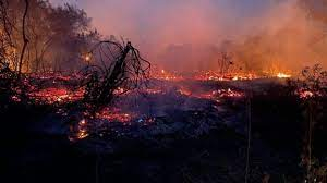 Fogo j atinge fazendas e pousadas no Pantanal e matou muitos animais, alm de destruir a flora