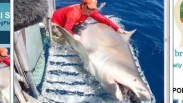 O tubaro de quase meia tonelada 