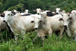 41 casos de raiva bovina j foram confirmados em Mato Grosso 
