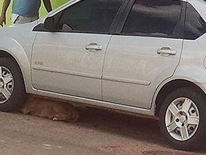 Cadela da raa pit bull se escondeu embaixo de um carro.