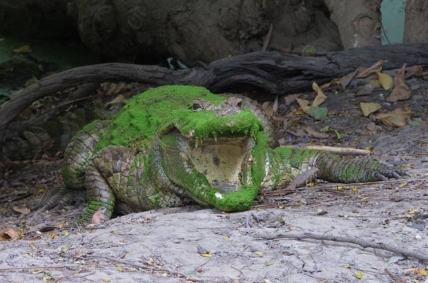 Crocodilo chamou ateno por exibir uma colorao verde.