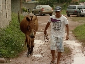 Carroceiro com a mula Bebel em Vila Velha.