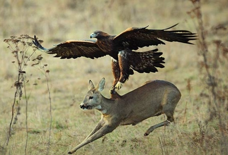 Fotgrafo Milan Krasula registrou o exato momento em que uma guia tentava capturar um cervo.