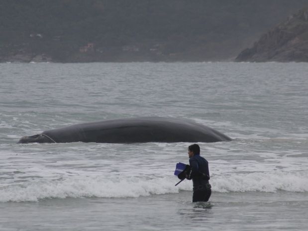 Mergulhador entra na gua para ajudar no trabalho de resgate da baleia