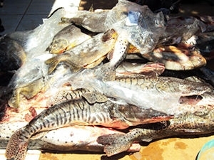 Pesca predatria prejudica meio ambiente e  alvo de operao da PM 
