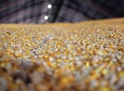 Nesta safra, o milho mato-grossense registra comercializao e escoamento acelerados e a produo est menor