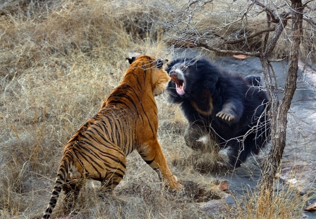 Mame ursa enfrenta tigre