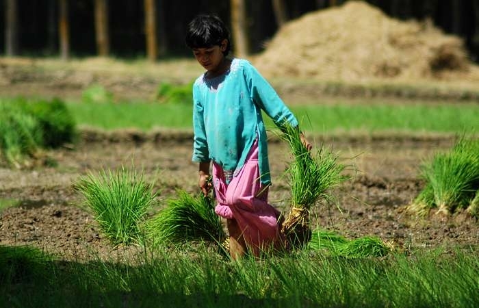 Garoto indiano colhe arroz na Caxemira; 215 milhes de crianas trabalham em todo o mundo, diz a OIT