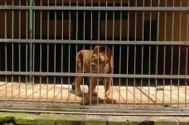 Animais vivem trancados em jaulas no zoolgico