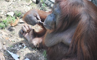 Shirley, um orangotango fmea de 25 anos, disputa com seu parceiro as pontas de cigarro jogadas por visitantes 