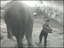 Vdeo mostra cenas de agresso praticadas contra elefanta Anne