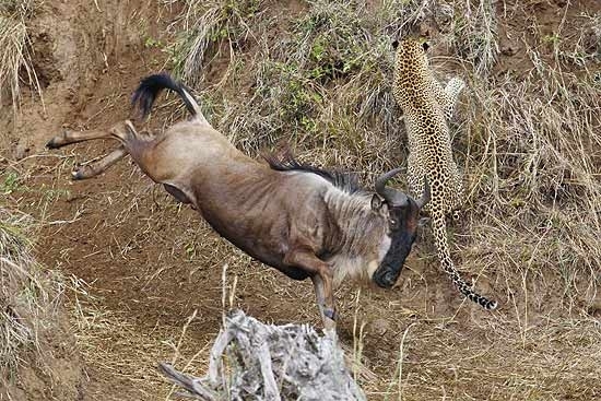 Leopardo ataca rebanho de gnus, mas um dos animais o coloca para correr