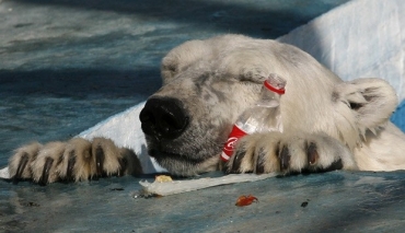 Aurora, de 3 anos, brinca com garrafa de plstico em zoolgico de Krasnoyarsk. 