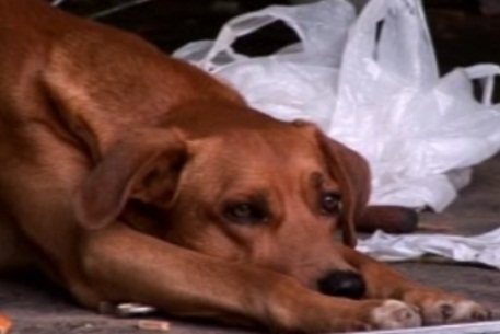 Cachorro que pode ter sido estuprado por morador do DF ficar sob os cuidados da polcia