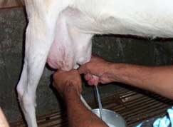 Produtores de leite, em Mato Grosso, esto obrigados a emitir NF a partir de setembro