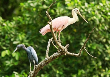 Aves em regio mida do Parque Nacional Carara, na provncia de Puntarenas, Costa Rica 