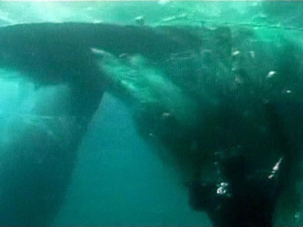 Presa h dias em uma rede de pescadores, baleia foi libertada por seis mergulhadores no Mxico